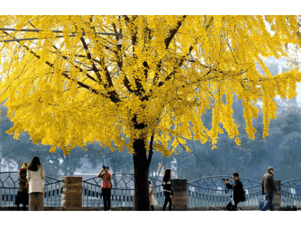 邁世視野：成都環(huán)衛(wèi)工拋銀杏葉視頻意外走紅，快樂原來如此簡單
